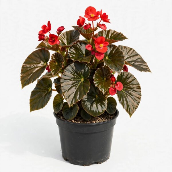 Red Begonia