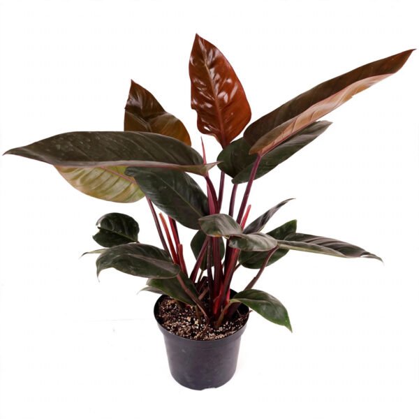 Red Congo