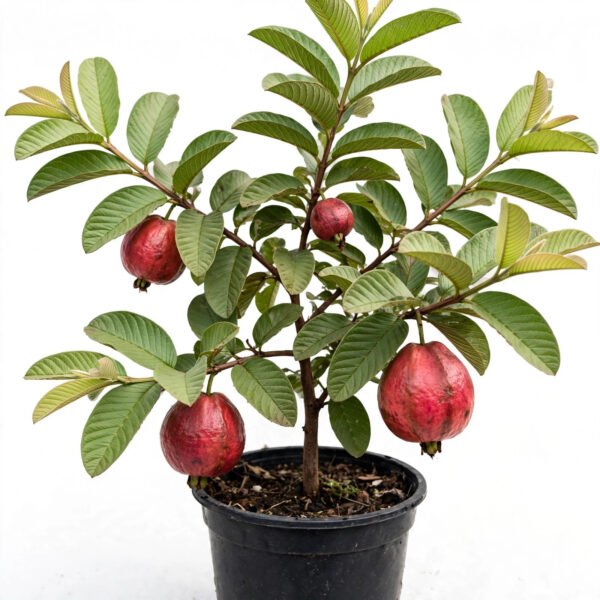 Red Diamond Guava