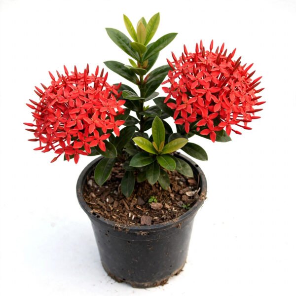 Red Ixora