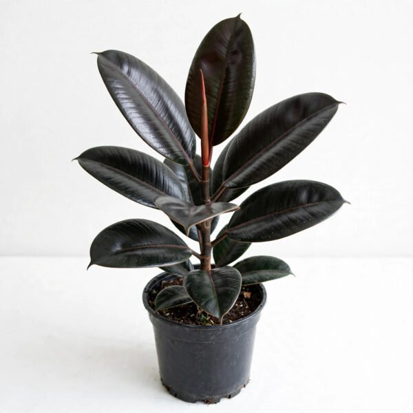 Rubber (Black)