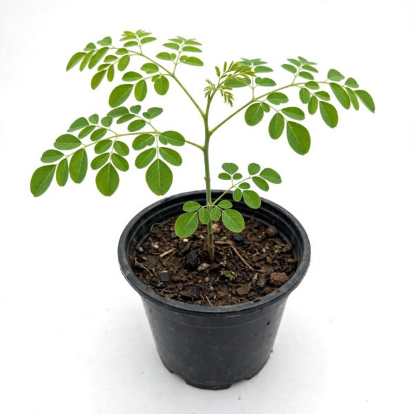 Sahjan Moringa