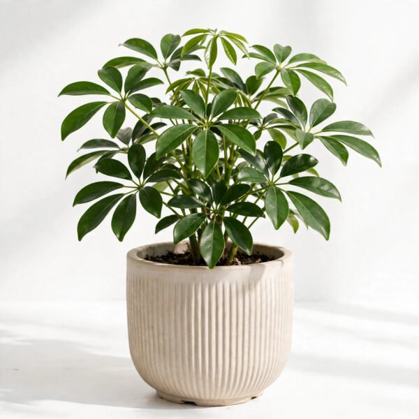 Saplera
