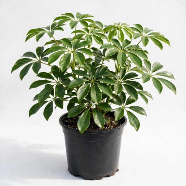 Saplera Plant