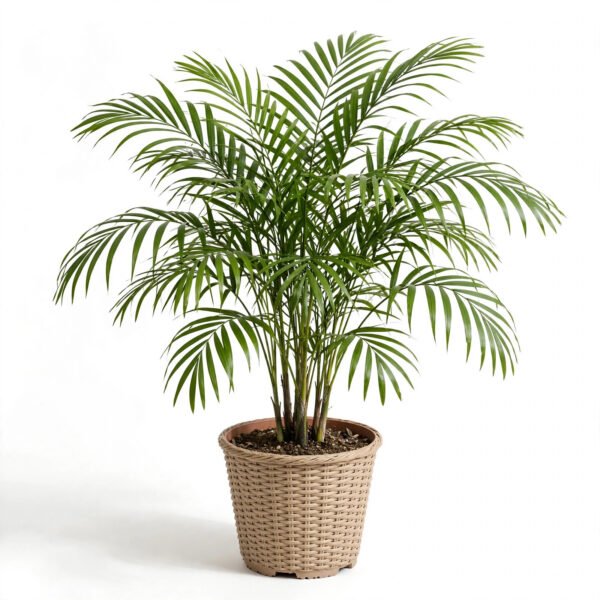 Sepotiya Palm