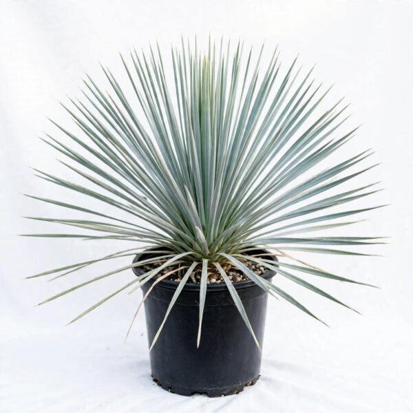 Silvery Yucca