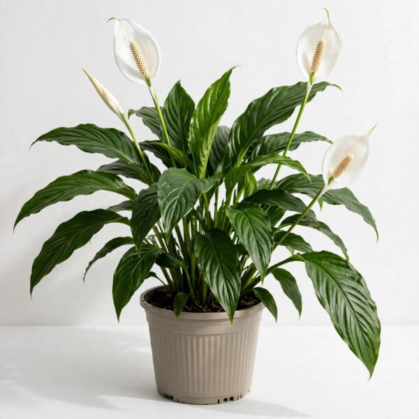 Spathiphyllum  4"