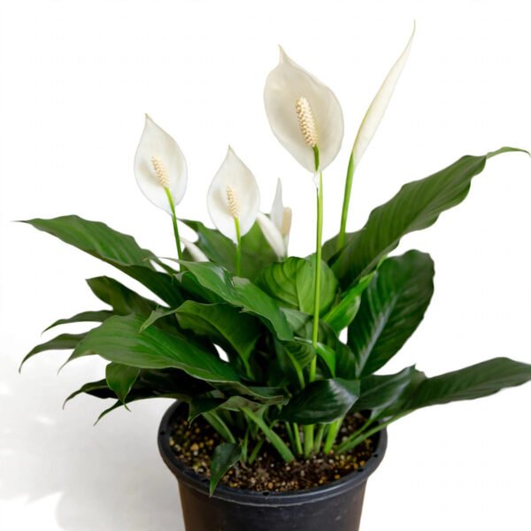 Spathiphyllum Hero