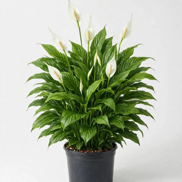 Spathiphyllum Supreme