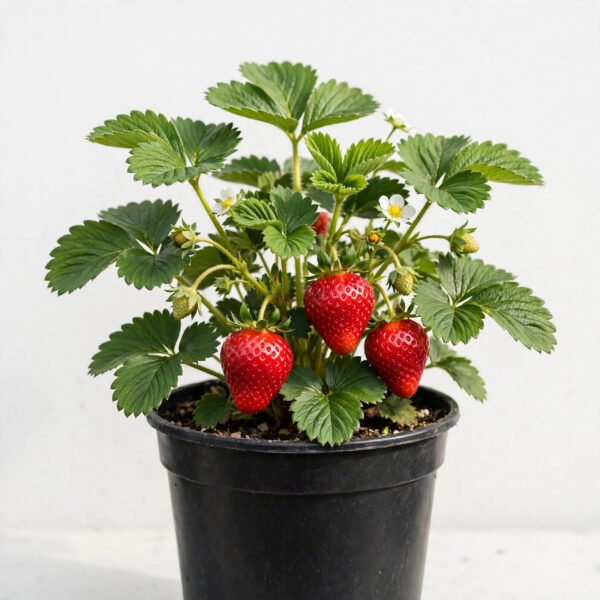 strwberry