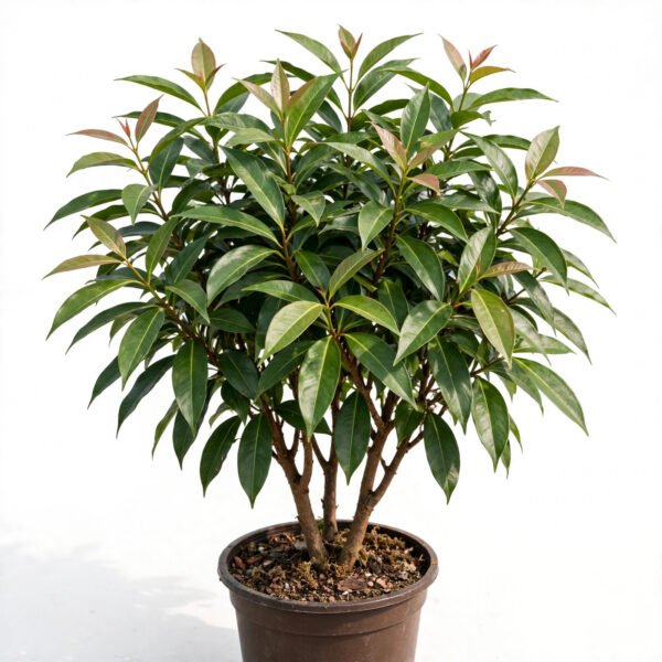 Syzygium  Big