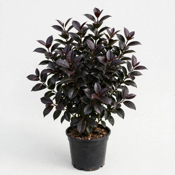 Syzygium Black