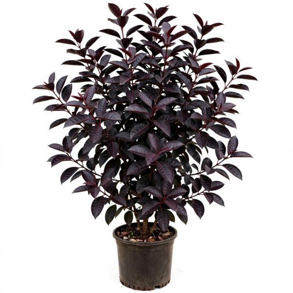 Syzygium Black Big