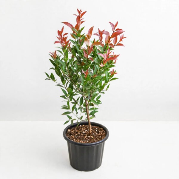 Syzygium Small