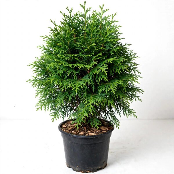 Thuja