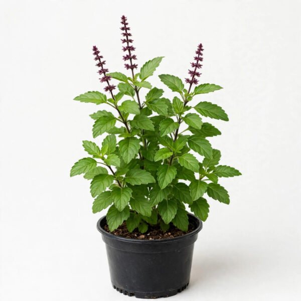 Tulsi