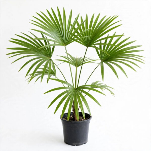 Victoria Palm