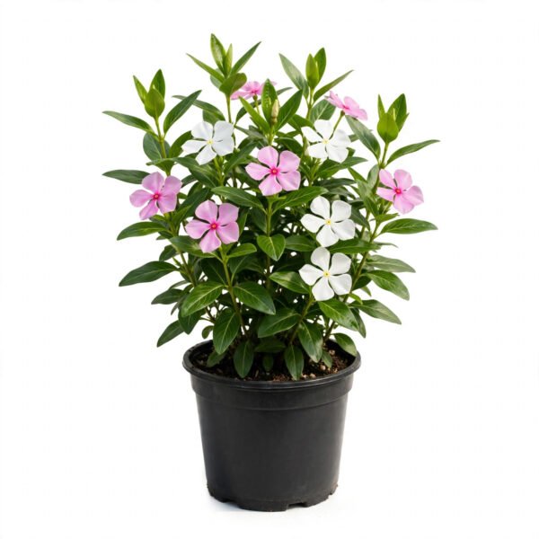 Vinca