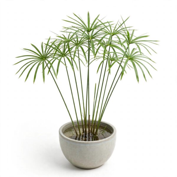 Water Palm