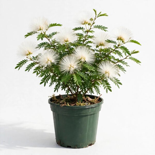 White Puff