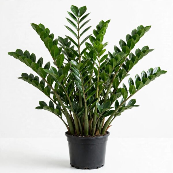 Z Plant(B)