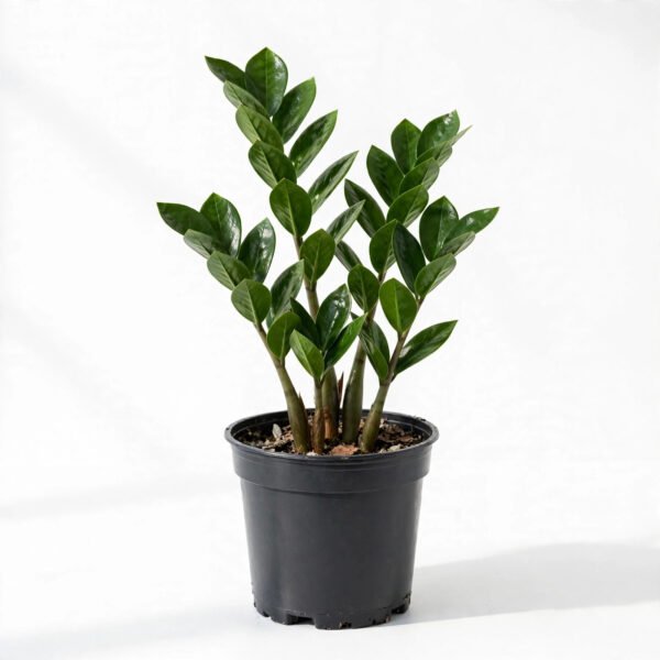 Z Plant(S)
