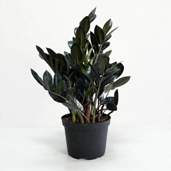 Zamia Black