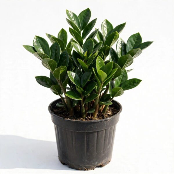 Zamia Calculus`