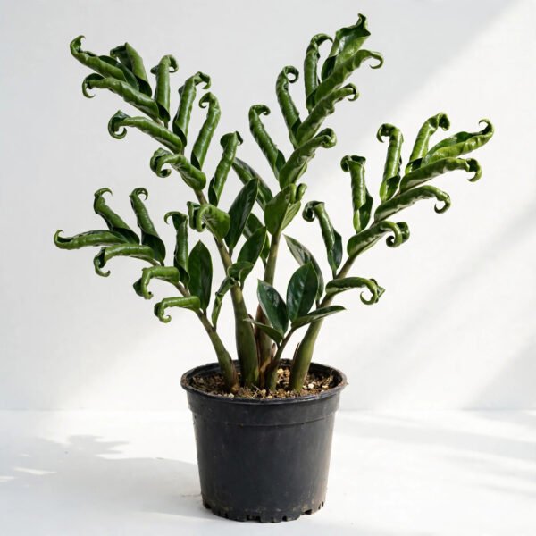 Zamia Curly