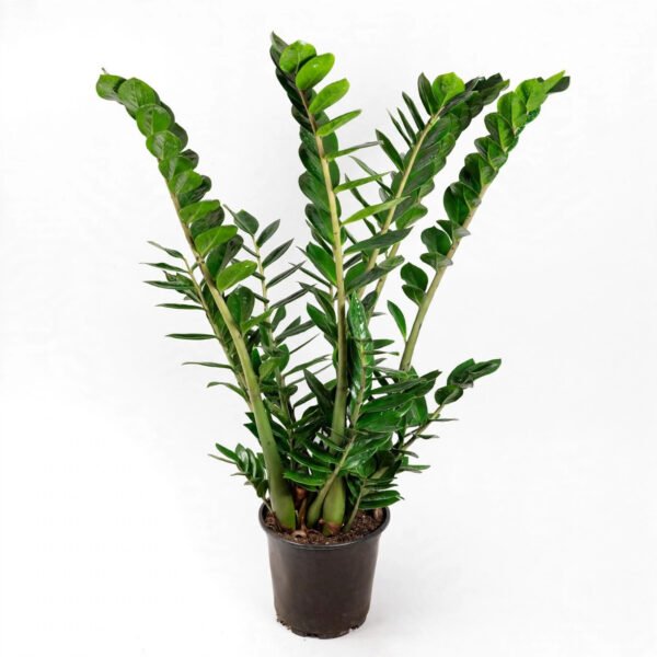 Zamia Green