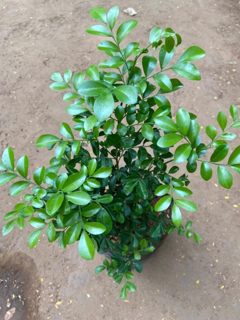 Madhu Kamini