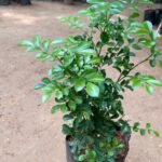 Madhu Kamini